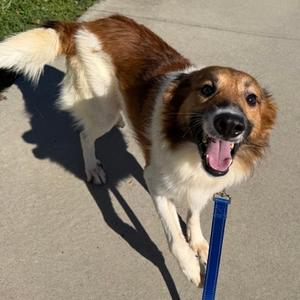 Sprinkle, Mixed Breed, adult, available for adoption