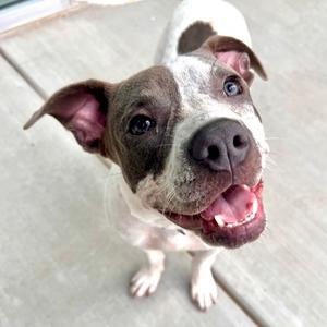 Skips, Mixed Breed, young, available for adoption