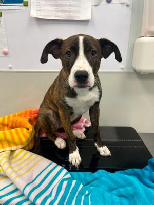Bubbly, Mixed Breed, puppy, available for adoption