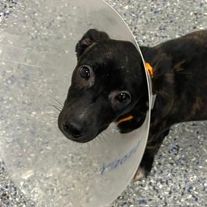 Story, Mixed Breed, puppy, available for adoption