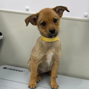 A small brown puppy with a yellow collar sitting on a white surface.