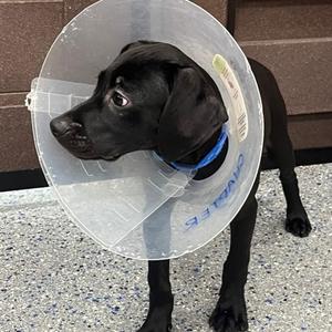 Chapter, Mixed Breed, puppy, available for adoption