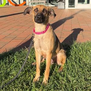 Breakfast of Champions, Mixed Breed, adult, available for adoption