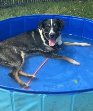 Kringle, Mixed Breed, adult, available for adoption