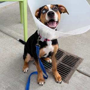 Puddles, Mixed Breed, puppy, available for adoption
