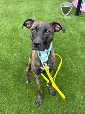 Audrey, Mixed Breed, young, available for adoption