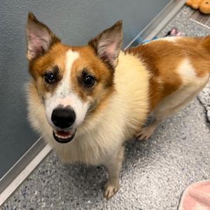 Splash, Mixed Breed, adult, available for adoption