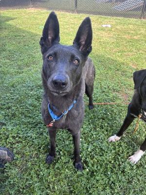 A black dog with pointed ears and a blue collar standing on grass, looking directly at the camera.