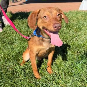 Ryland Grace, Mixed Breed, young, available for adoption