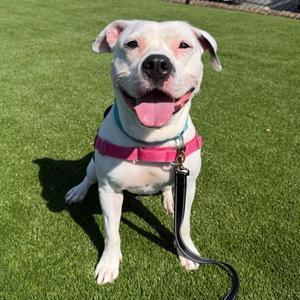 Clarabelle, Mixed Breed, adult, available for adoption
