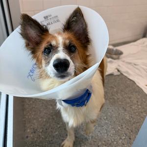 Scorcher, Mixed Breed, adult, available for adoption
