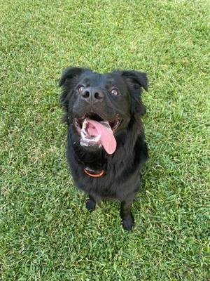 Stallone, Mixed Breed, adult, available for adoption