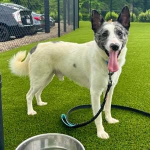 Sizzle, Mixed Breed, adult, available for adoption
