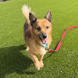 A happy dog with a red leash on a green lawn.
