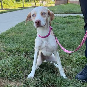 A white dog with a pink collar and leash sitting on grass
