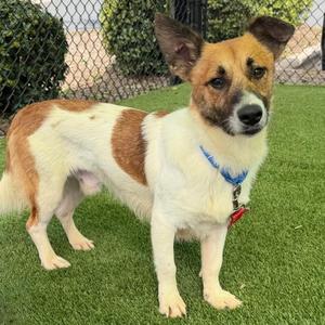 Drizzle, Mixed Breed, adult, available for adoption