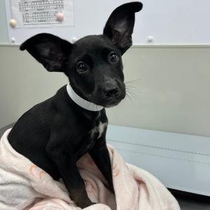 black puppy with white collar sitting on pink blanket