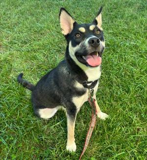 Yee-haw, Mixed Breed, young, available for adoption