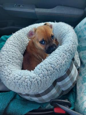 Chester, Boxer, puppy, available for adoption