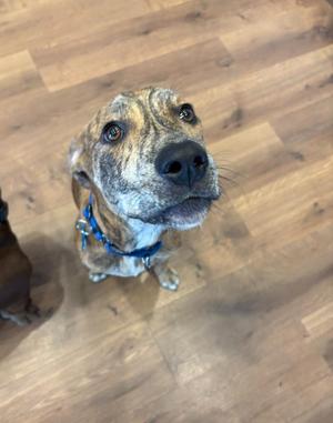 A brindle dog with a blue collar looking up at the camera on a wooden floor.