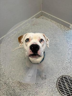 A white pitbull mix dog wearing a clear plastic cone around its neck sits on a speckled floor, looking up at the camera with blue eyes.