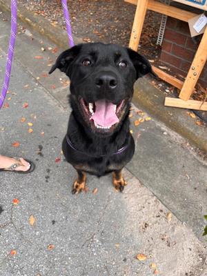 CoCo, Rottweiler / German Shepherd Dog, young, available for adoption