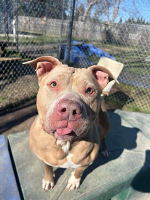 Blue, Pit Bull Terrier, adult, available for adoption