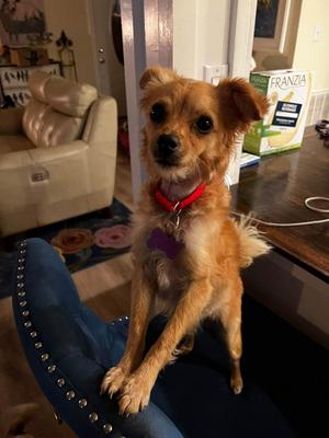 Jasmine, Chihuahua, puppy, available for adoption