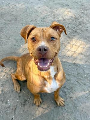 Fanny, Pit Bull Terrier, young, available for adoption