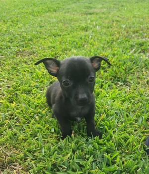 Cafe, Chihuahua / Miniature Pinscher, puppy, available for adoption