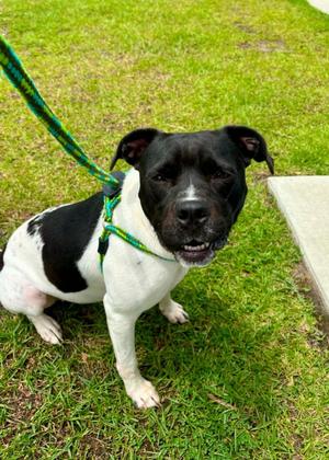 Alani, Pit Bull Terrier, young, available for adoption