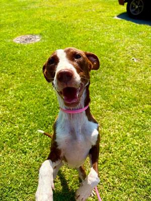 Dahlia, Terrier, young, available for adoption