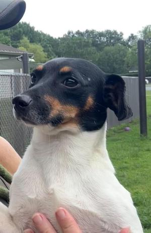 Emilio, Chihuahua, young, available for adoption