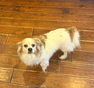 Jake, Chihuahua, senior, available for adoption