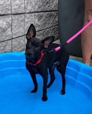 Daisy Duke, Chihuahua, puppy, available for adoption
