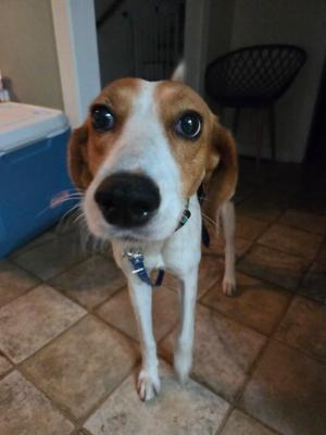 Lady Linguine, Hound / Mixed Breed, young, available for adoption
