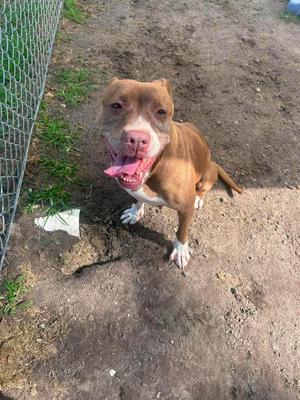 A brown pit bull type dog with white paws sitting on dirt ground next to a wire fence with its tongue hanging out.