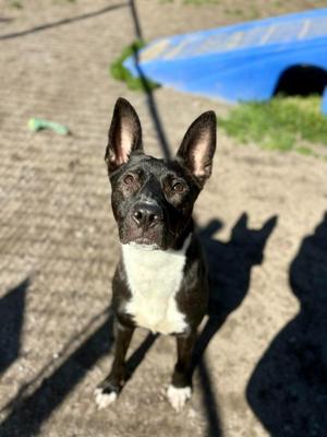 Charlotte, Pit Bull Terrier / Mixed Breed, young, available for adoption