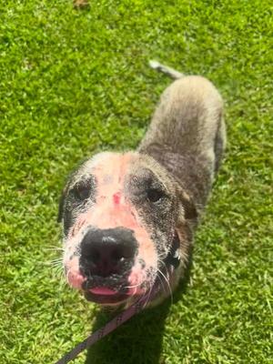 Courage, Mixed Breed, young, available for adoption