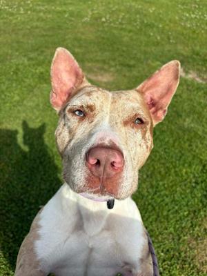 Kili-Kili, Pit Bull Terrier, young, available for adoption