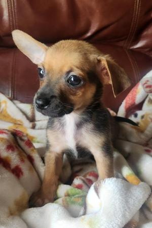 Cookie Dough, Chihuahua / Miniature Pinscher, puppy, available for adoption