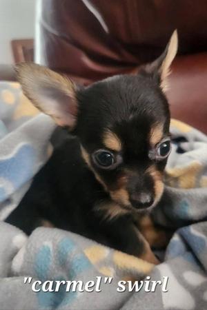 Caramel Swirl, Chihuahua / Miniature Pinscher, puppy, available for adoption