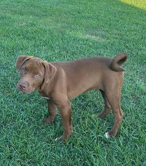 A brown puppy with light eyes standing on a green grass field.