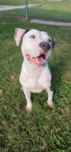 Ivy, Terrier / Mixed Breed, young, available for adoption