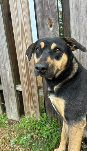 Bambi, Shepherd, young, available for adoption