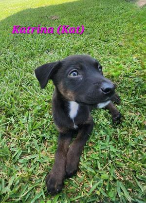 Katrina, Labrador Retriever, puppy, available for adoption