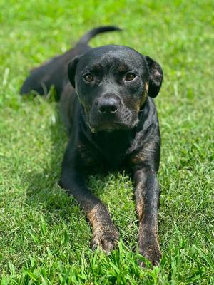 Jack, Hound, young, available for adoption