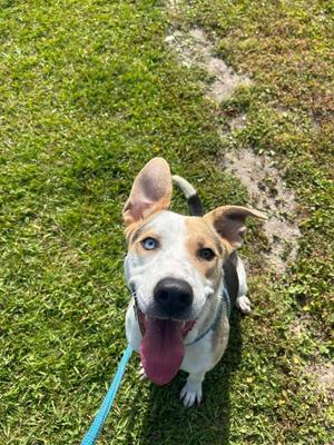 Havannah, Hound / Pit Bull Terrier, young, available for adoption