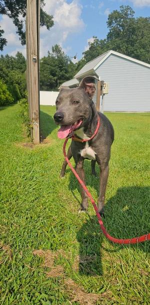 Dolce, Terrier, young, available for adoption