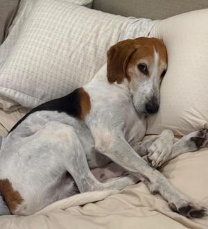 A tan and white dog with black markings lies on a bed, resting its head on a pillow.